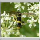 Tenthredo amoena - Blattwespe m05.jpg